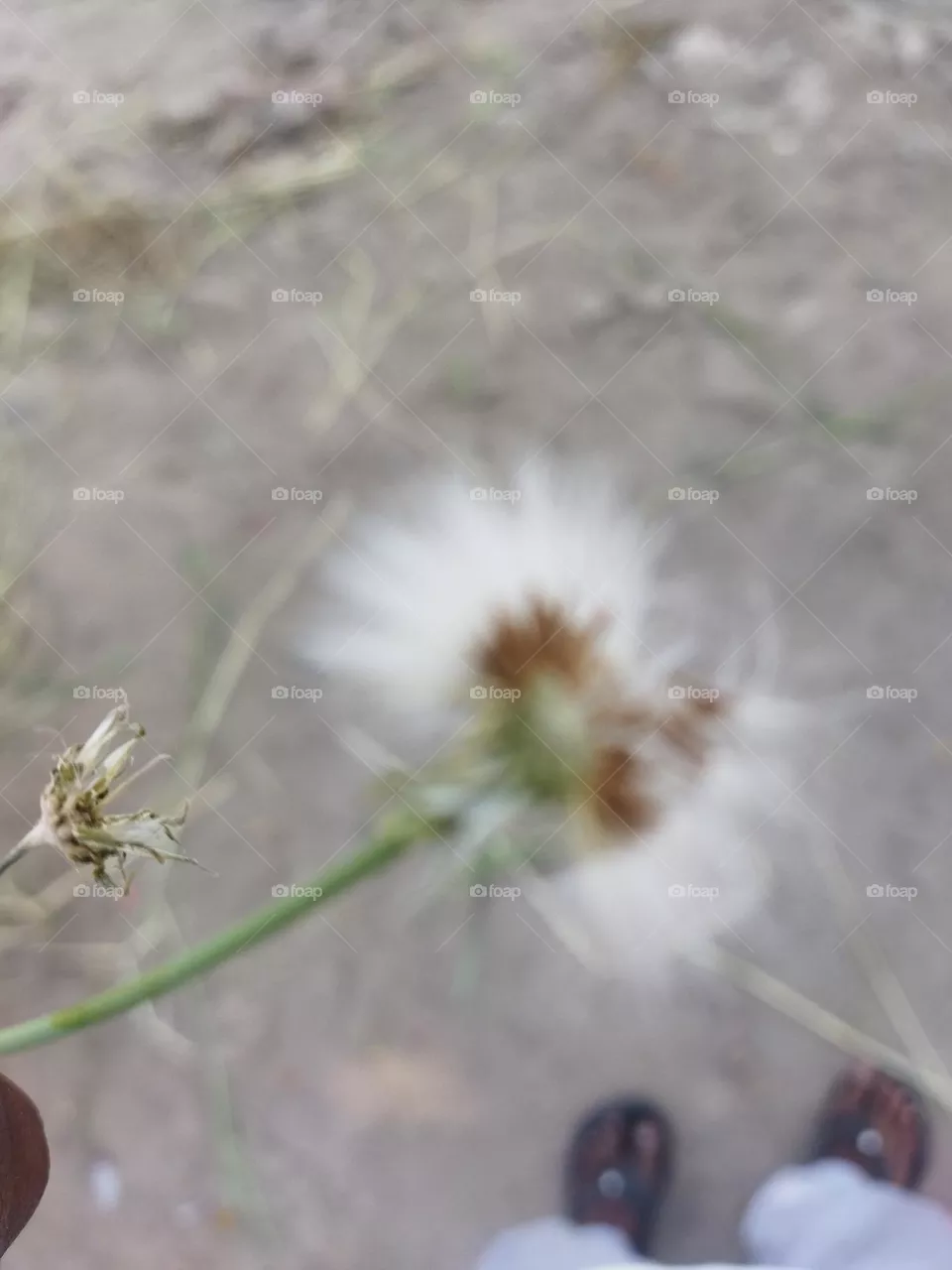 seed plant