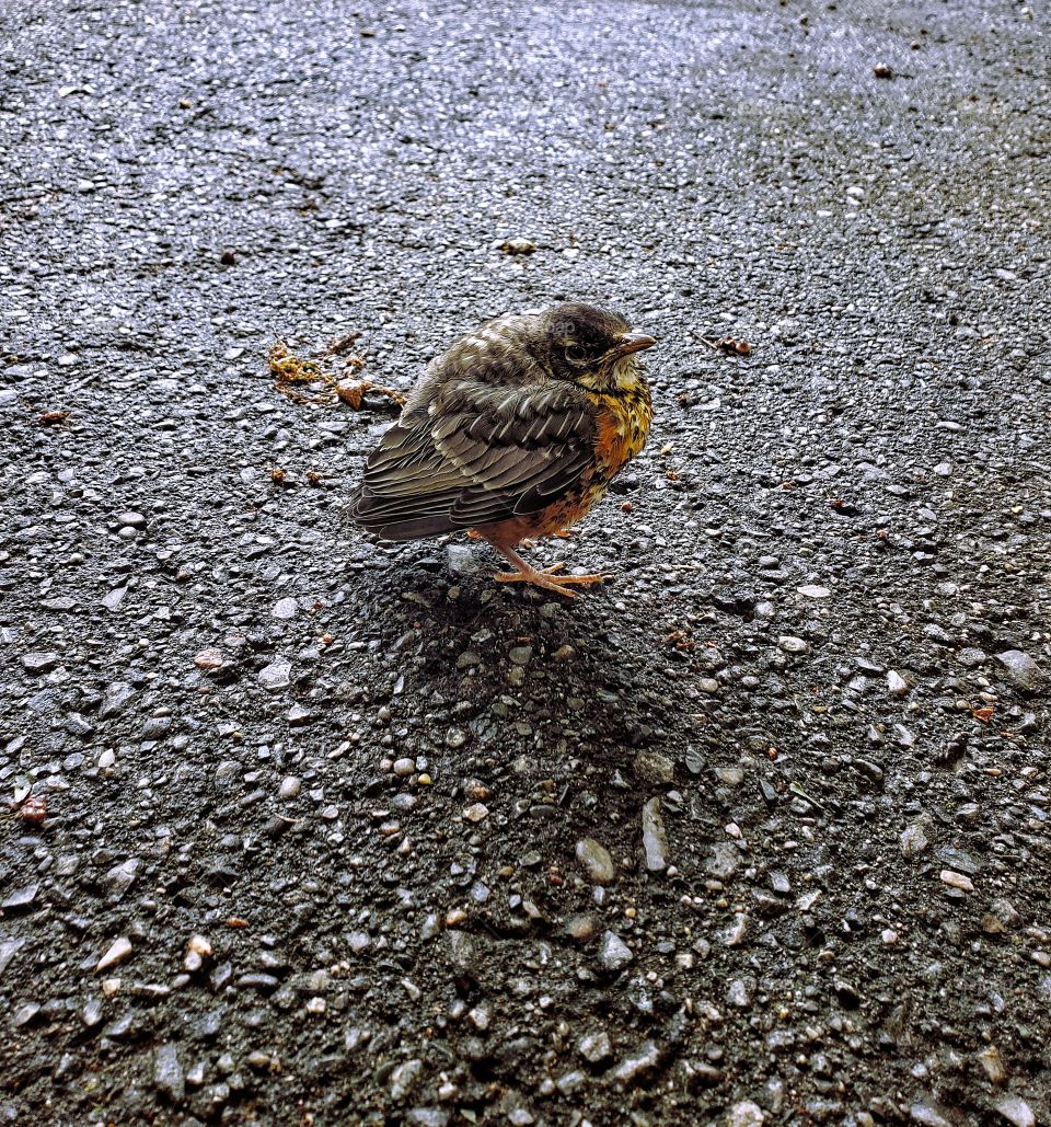 Baby bird Robin chubby cute adorable road cement pavement Michigan state birds fluffy wildlife animal
