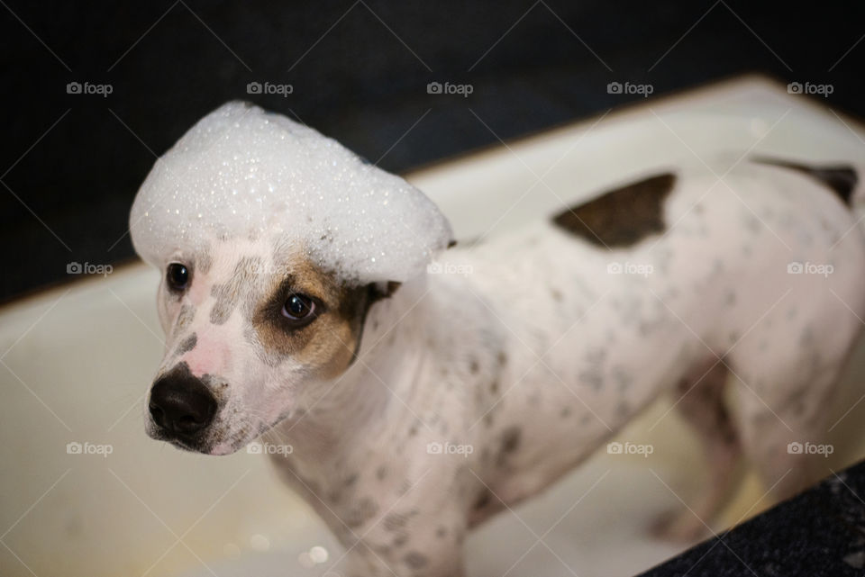 the dog in the bathroom with foam on head