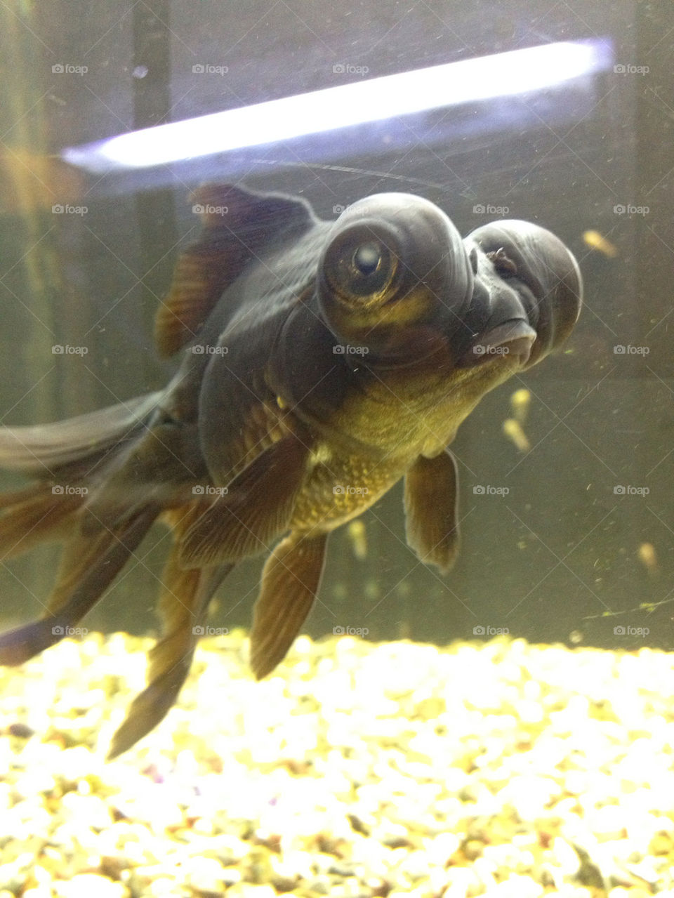Bubble eyed goldfish