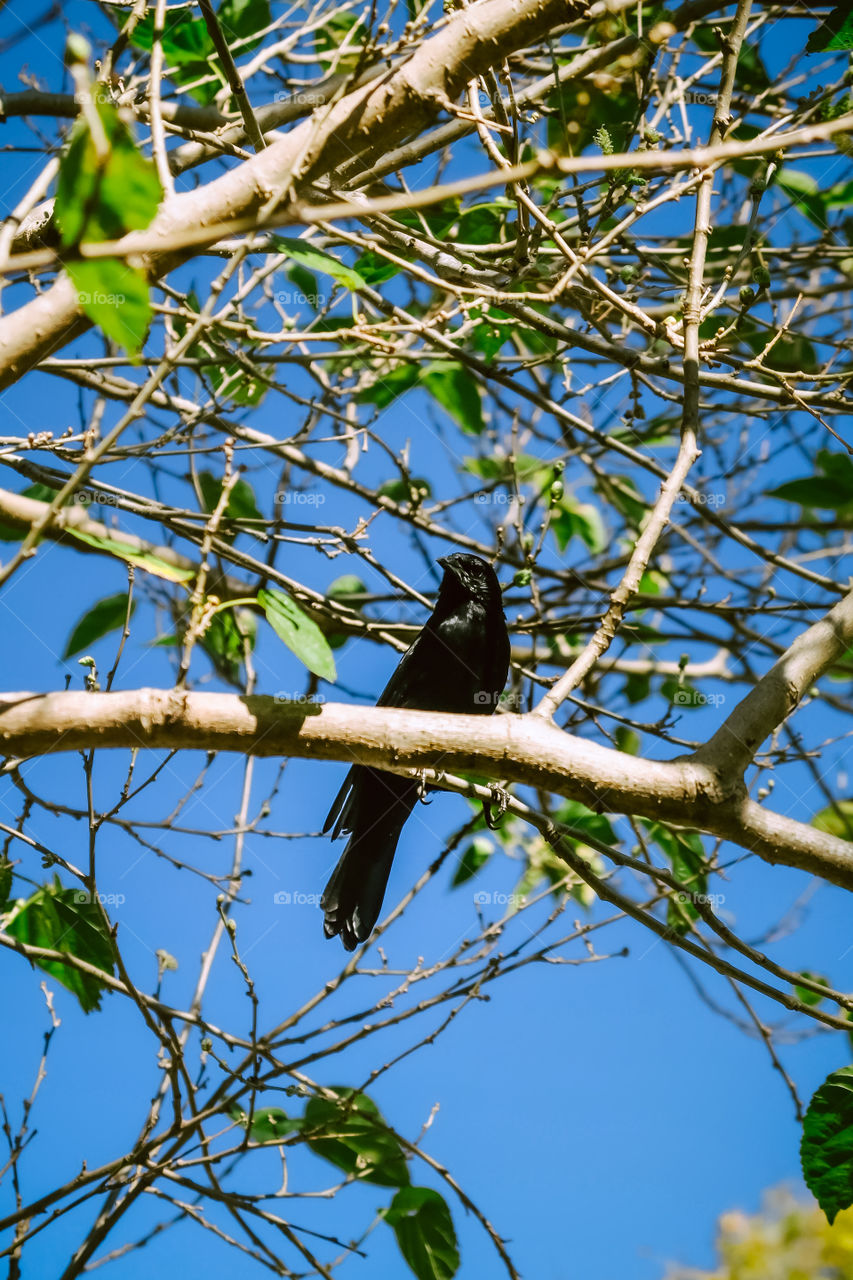 Beautiful black bird, on a blackberry tree, with green leaves and a clear blue sky behind.