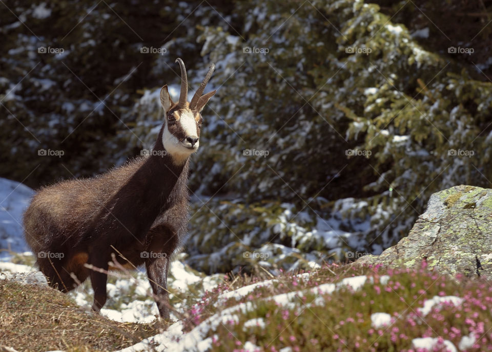 Chamois overlooking area in alpine spring with little snow left.