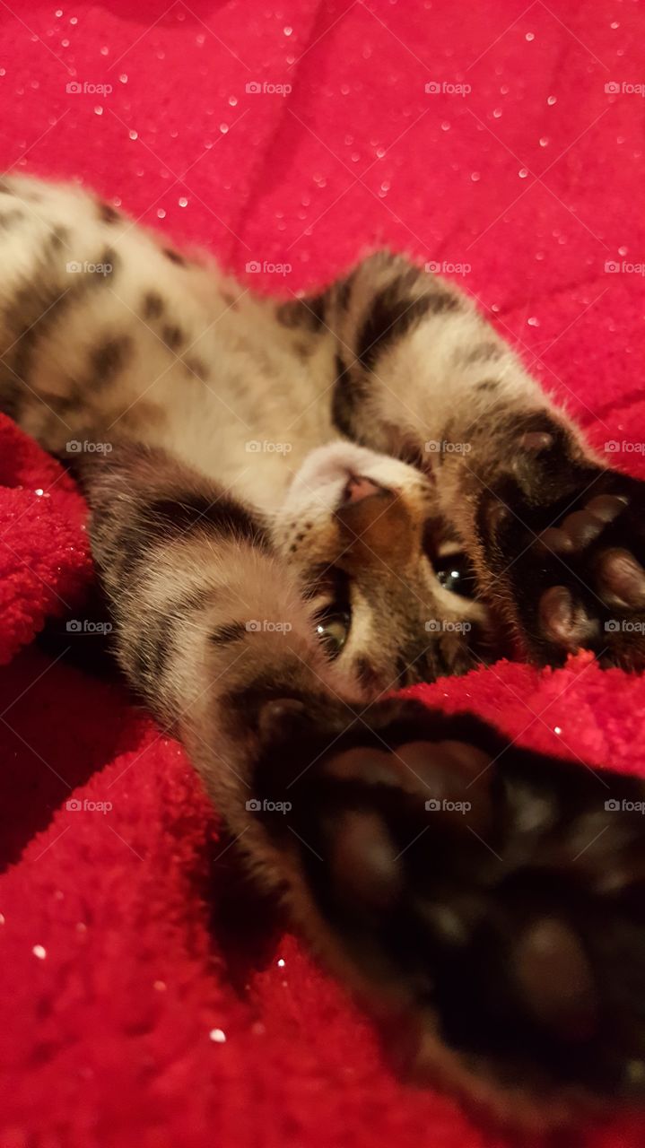 Playful Kitten