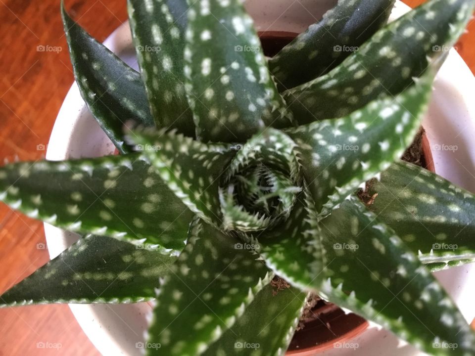 Aloe aristata