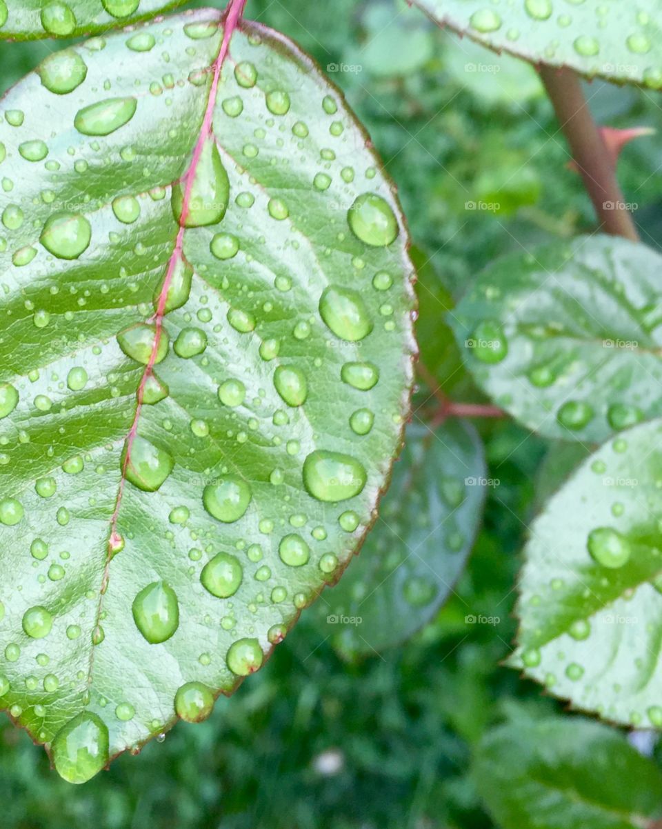 Morning rose leaf after rain