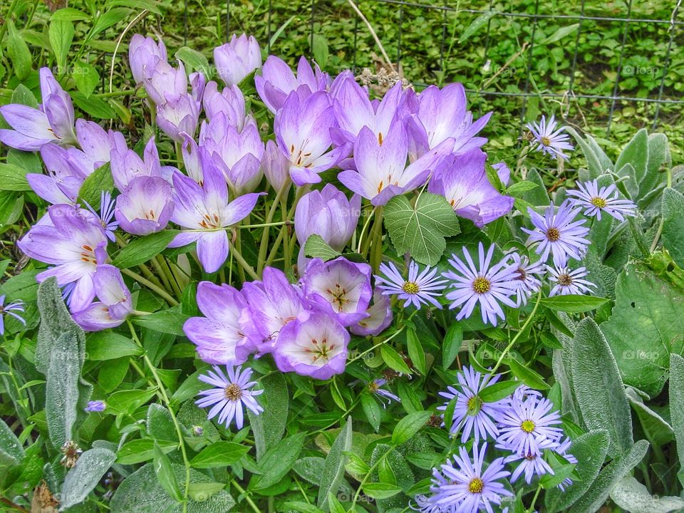 Autumn crocus in bloom