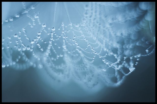 Web