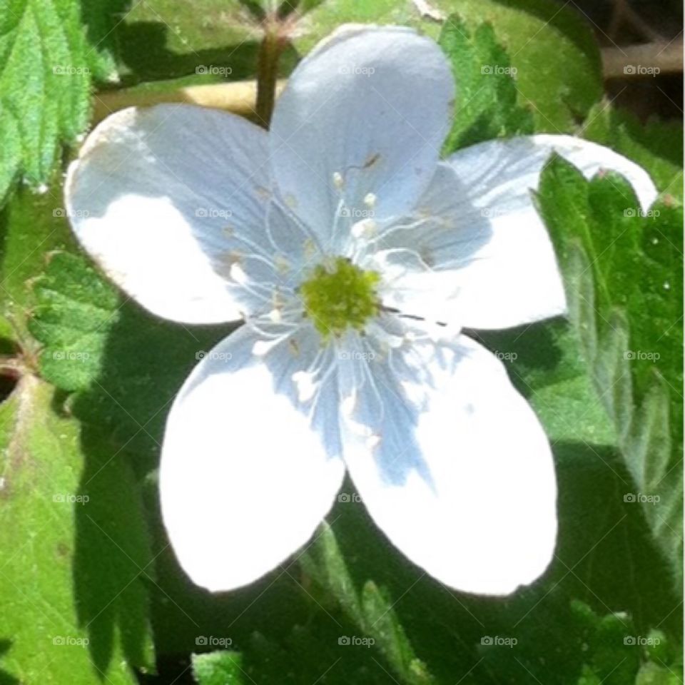  Flower in Northwestern Ontario