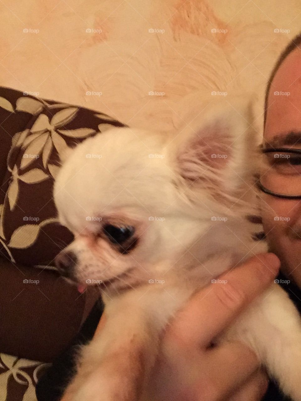 My friend's Chihuahua. Nice pet. 