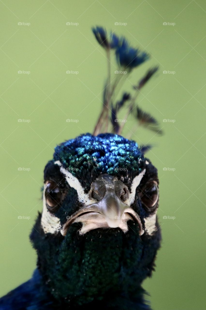 peacock