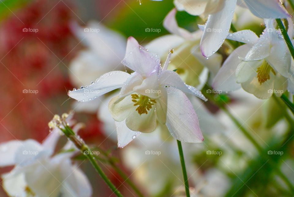 columbine
