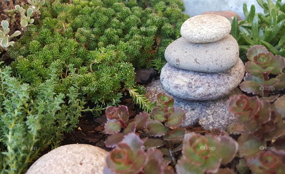 Plants and rocks