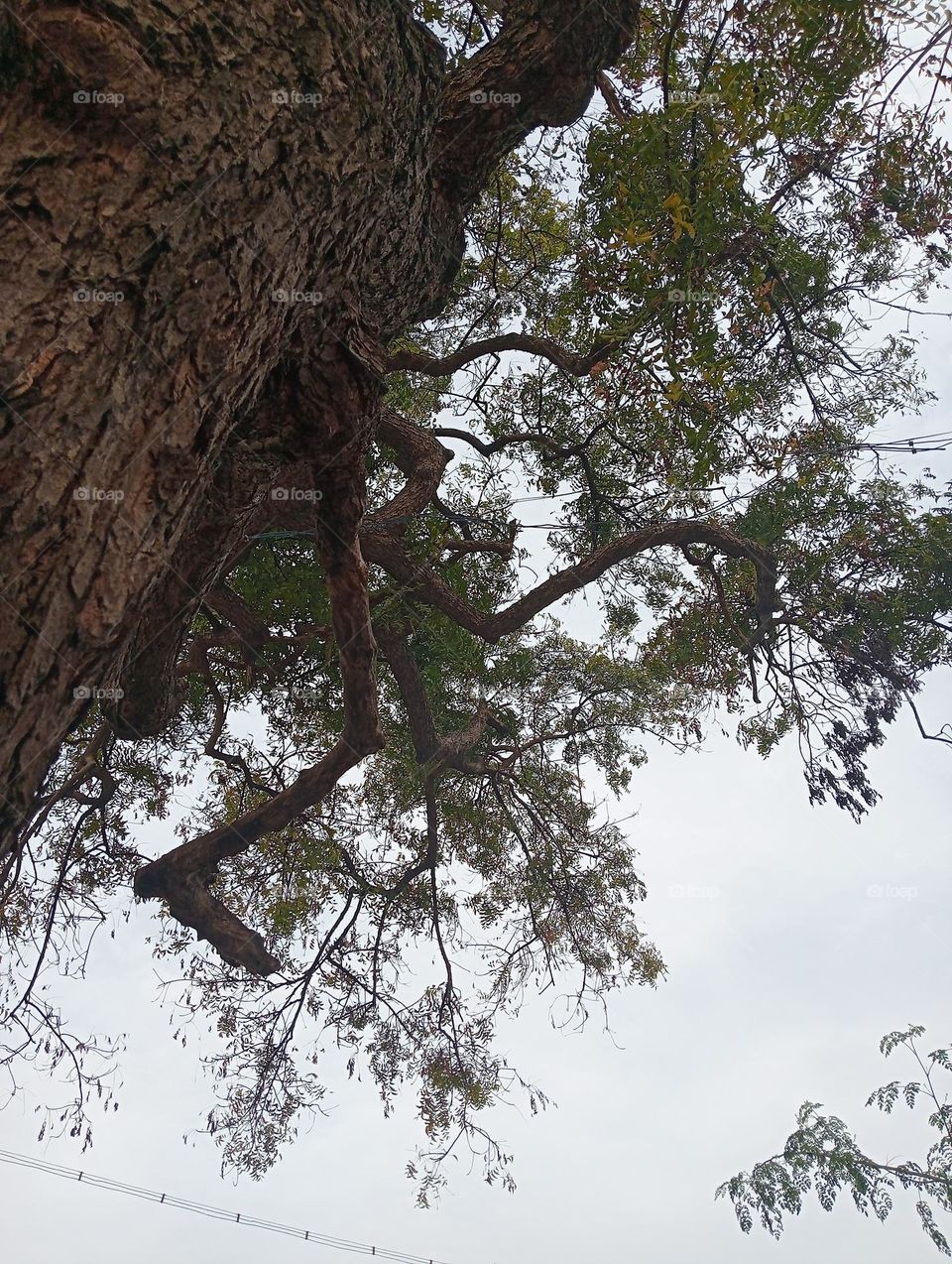 Neem tree with sky