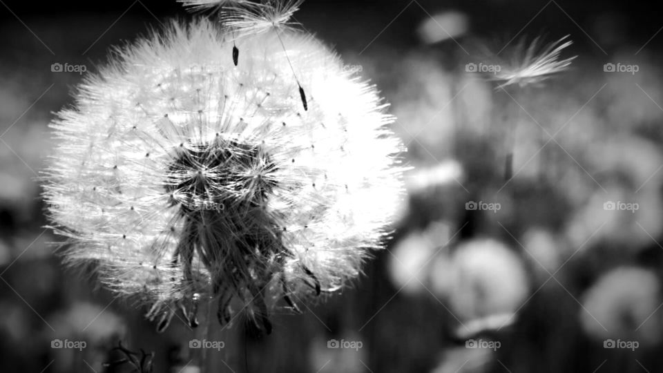 Dandelion macro black & white 