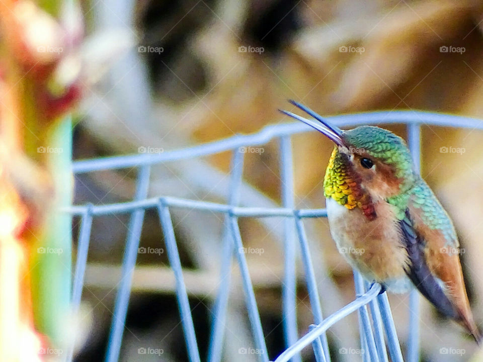 Allen Hummingbird singing