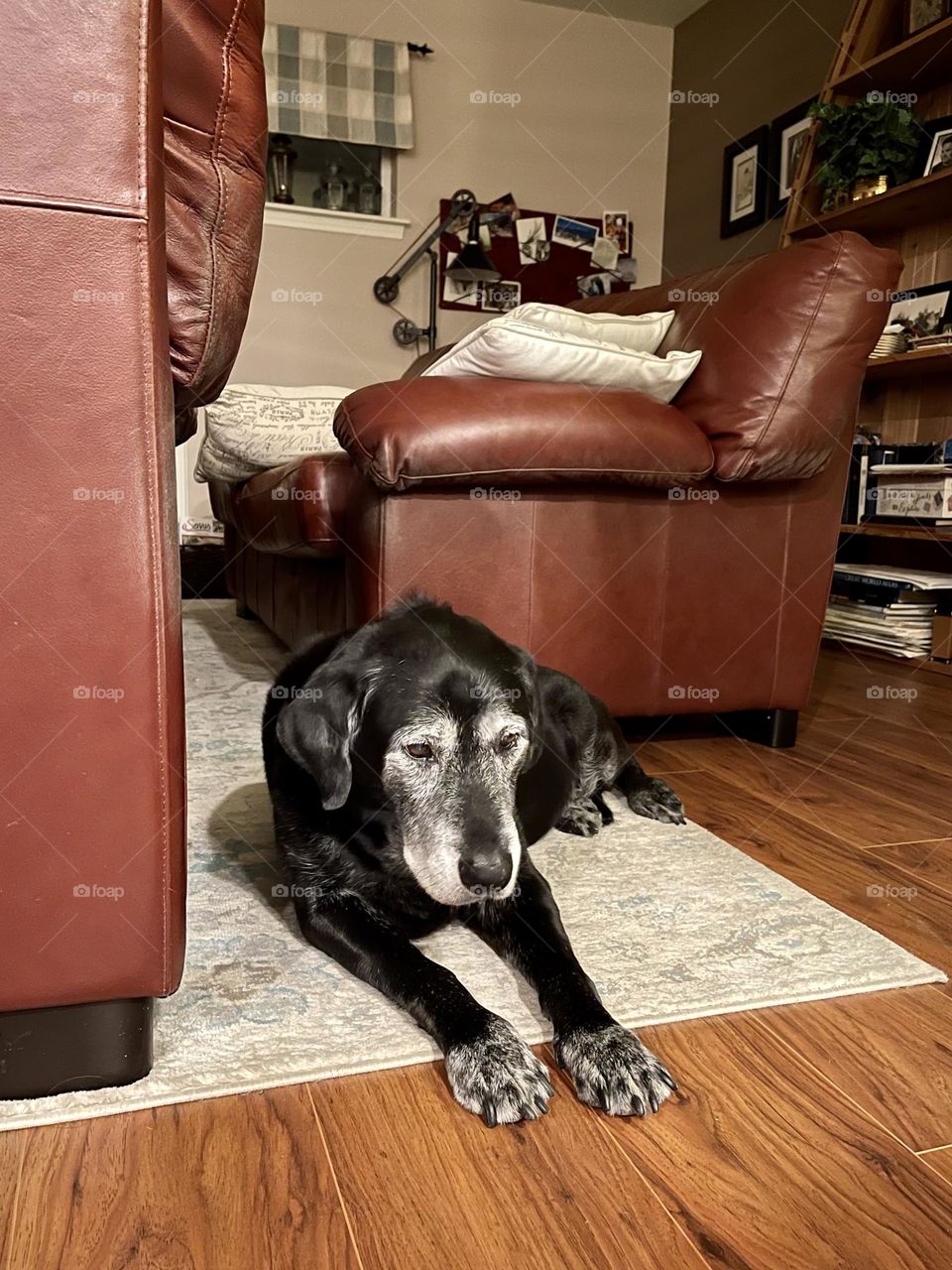 Black labrador lays down on the carpet in the living room 