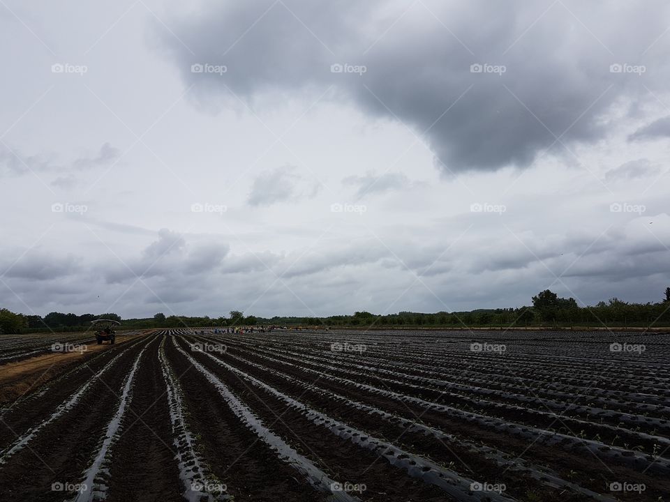 agriculture soil