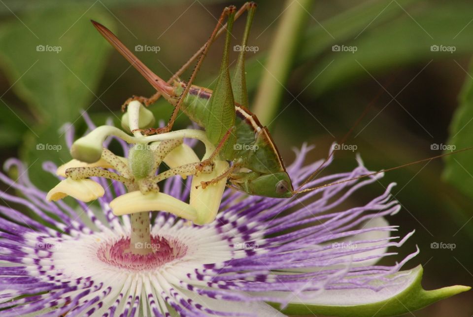 Grasshopper on passion flower. purple passion flower being chewed on by Grasshopper