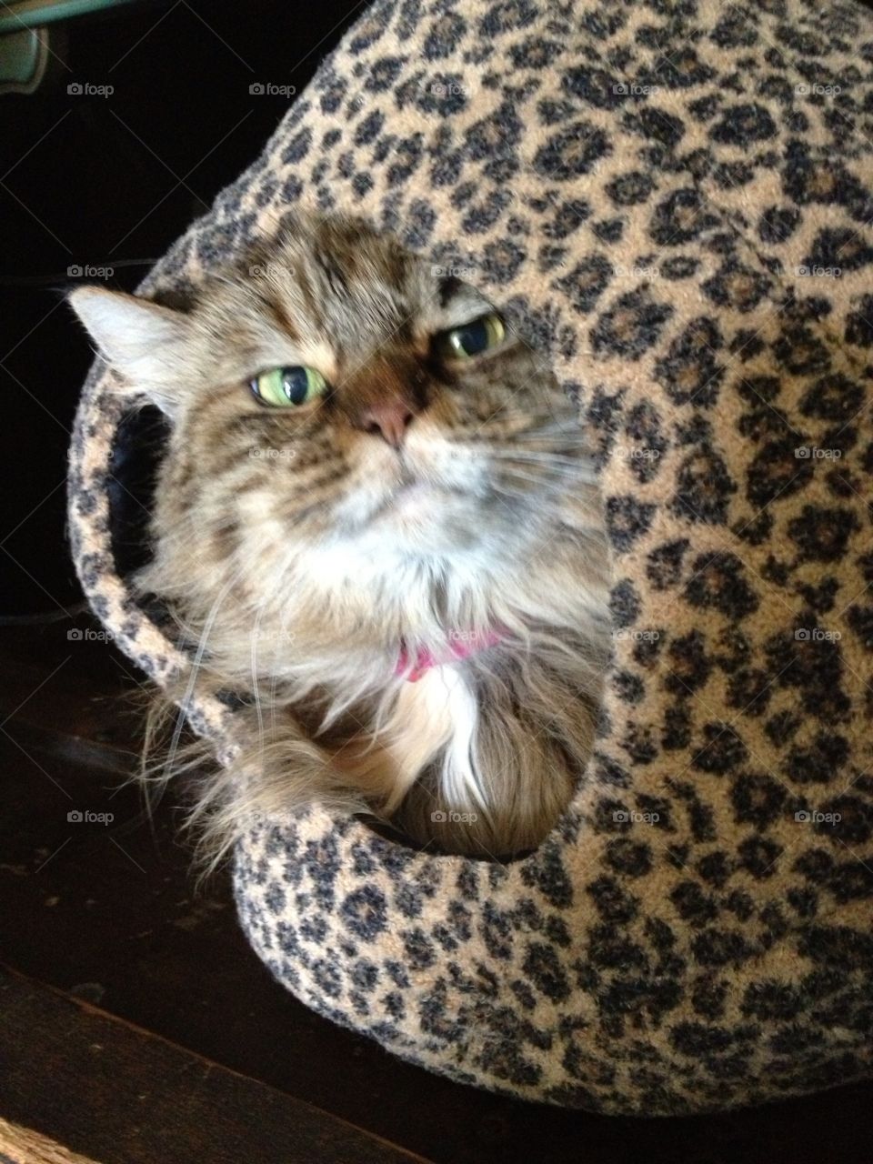 Long haired tortoiseshell cat in cat bed. Shaggy, the cat in her cat bed. Cat face photo. 