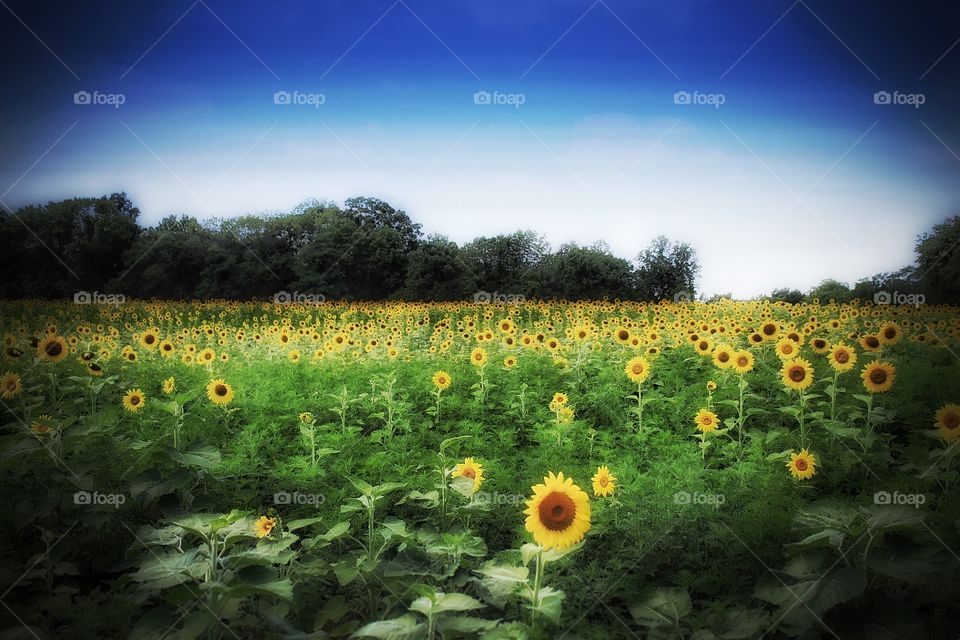 Sunflower field in Poolsville Maryland 