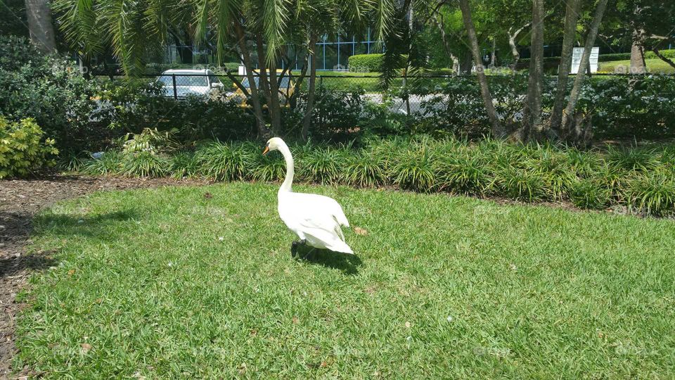 White swan on grass at park