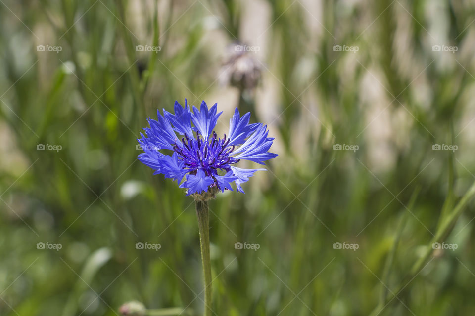 Beautiful blue flower known as Cornflower or Bachelor’s button in the garden