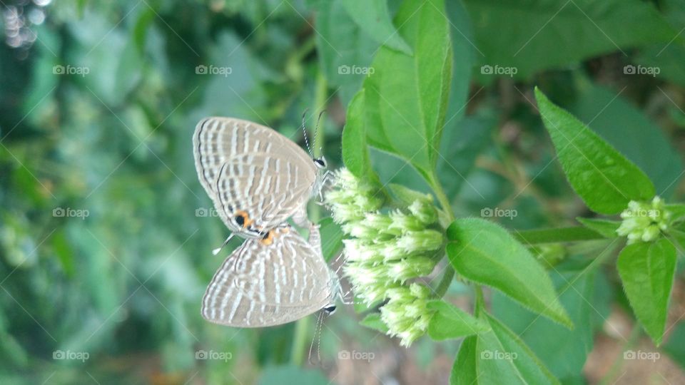 A pair of little butterflies making love on a blooming flower