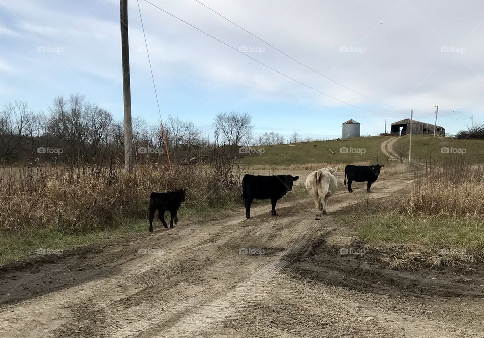 Country cattle 