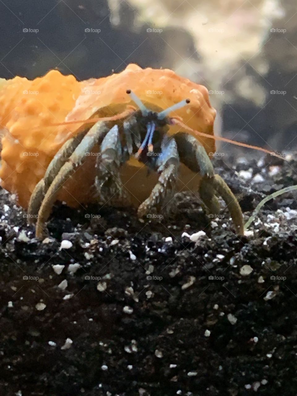 Blue Hermit Crab Aquarium 