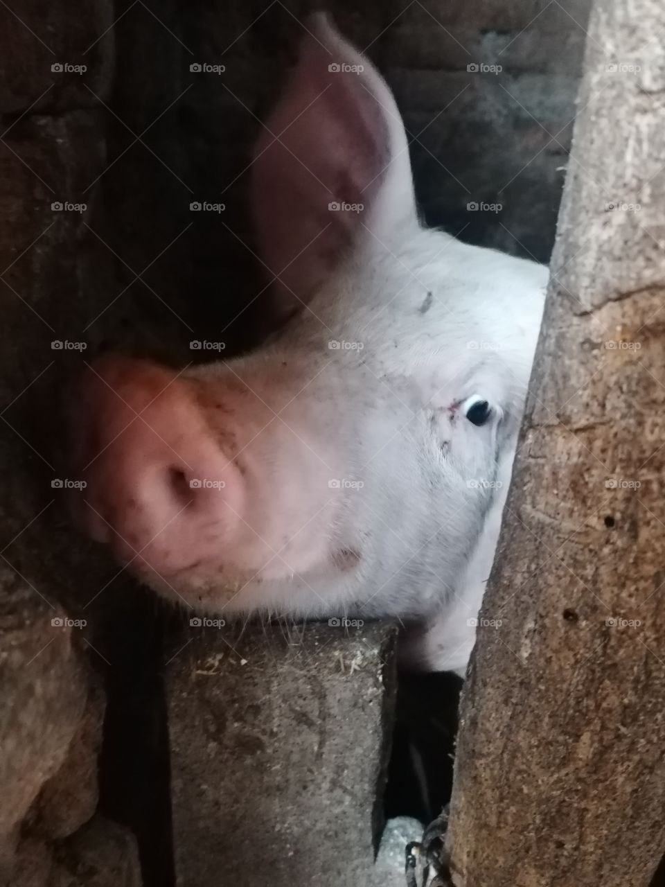 Smile..... Funny pig 😃🐖