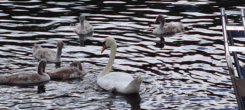 swan and her babies
