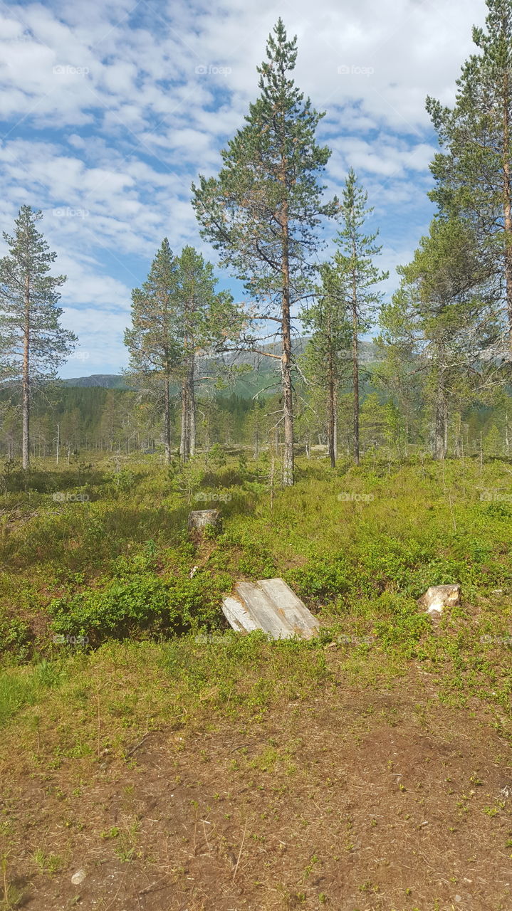 Norwegian forest in Hatfjelldalen.