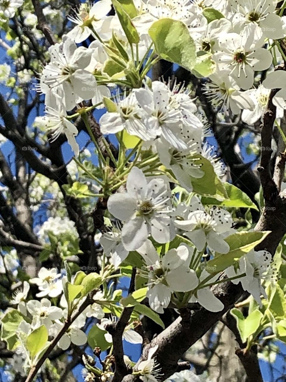 Admitting the cherry tree flowers close 