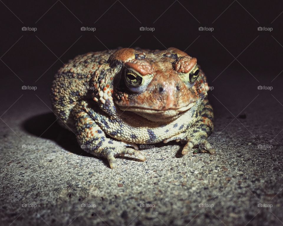 Grumpy toad at night