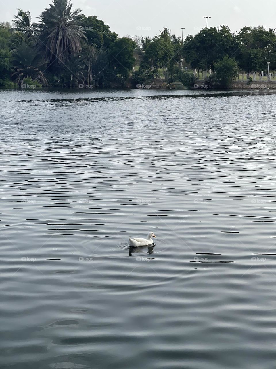 A lonely Duck in middle of a lake
