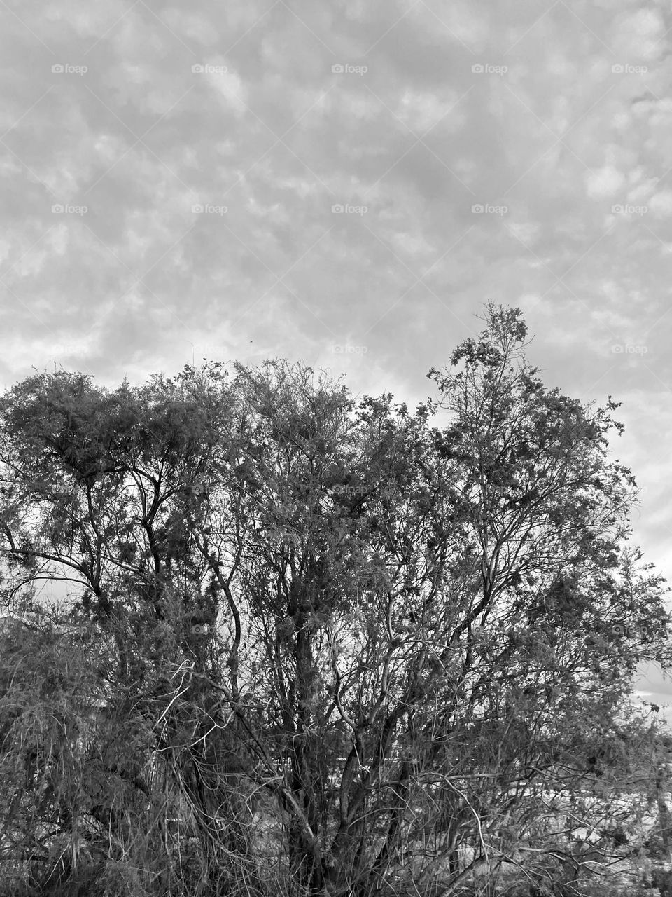 A black and white photo of a tree with a cloudy sky in the background. 
