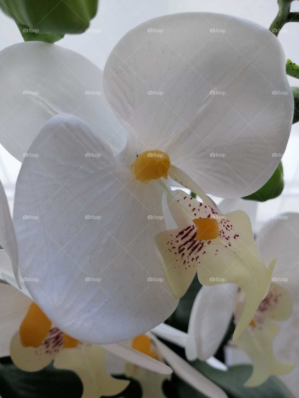 orchid