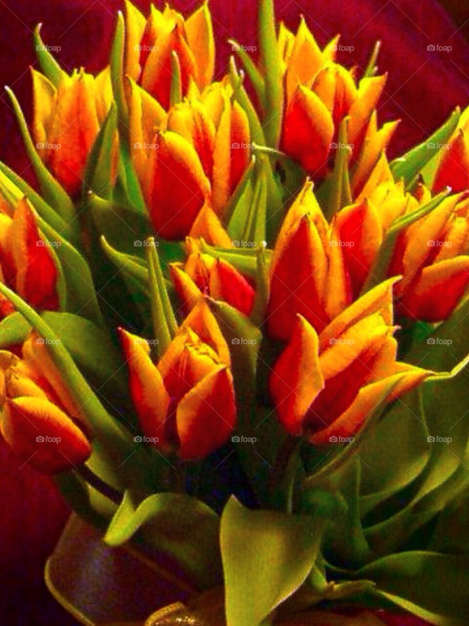 Tulips. Beauty