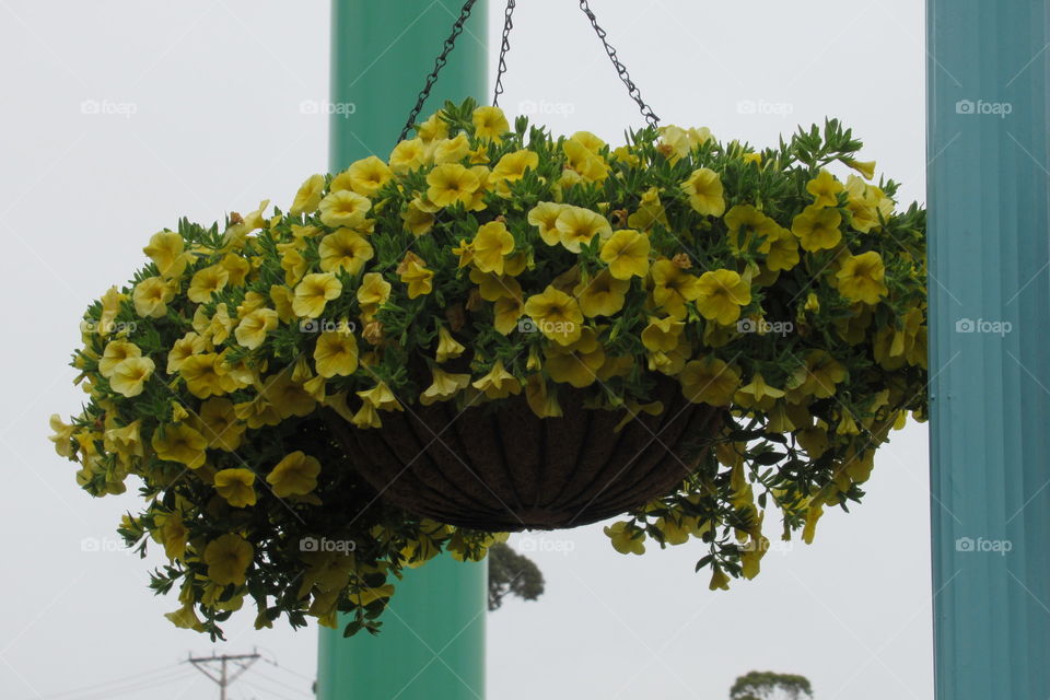 Petunias