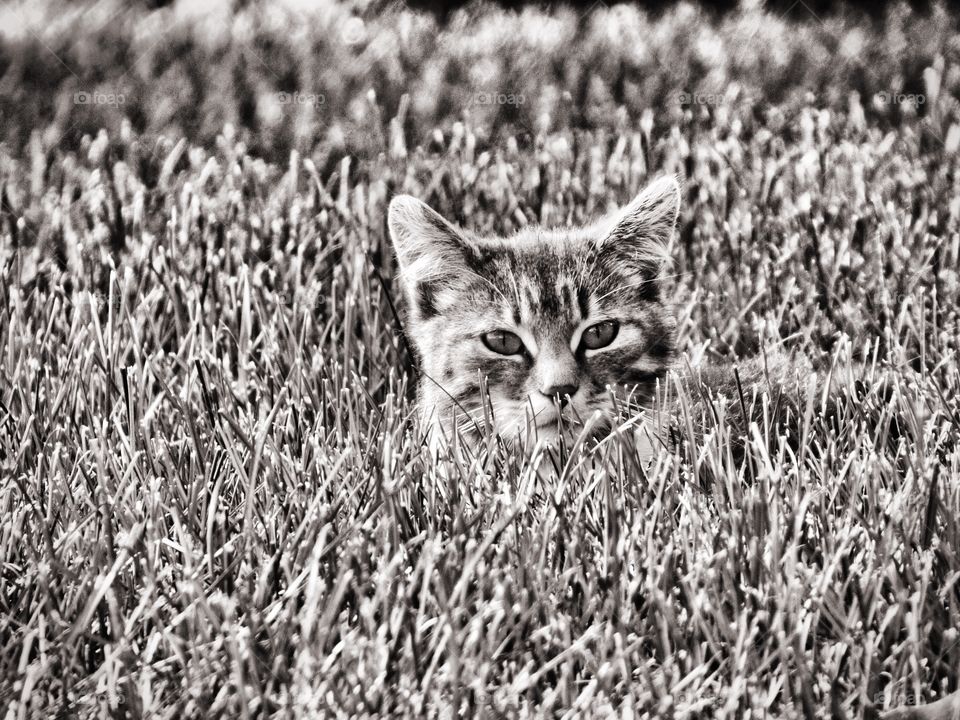 Cat in the weeds