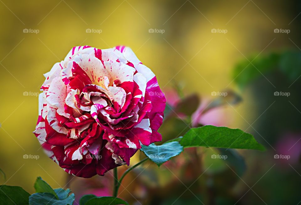 LINDA ROSA 🌹 VERMELHA E BRANCA