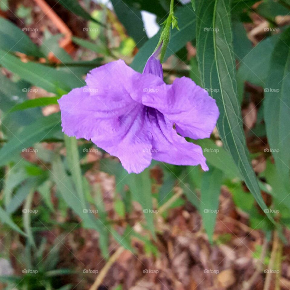 purple ruellia