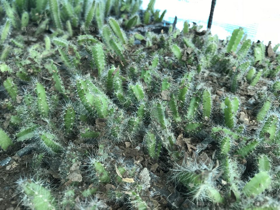 Dragon fruit nursery with riche composting 