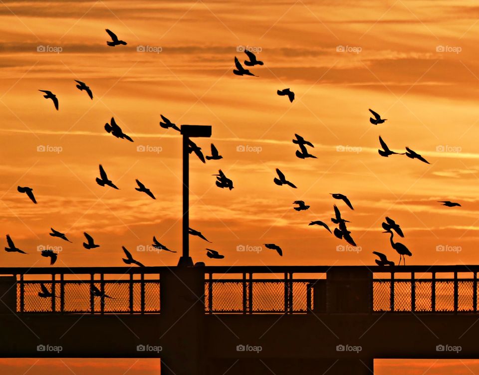 Winging at speeds of up to 40 miles per hour, an entire flock of birds fly over the pier. They make hairpin turns over and over through a brilliant sunset