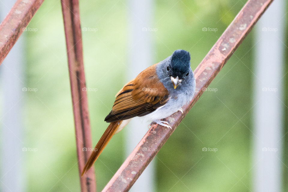 Asian Paradise Flycatcher 