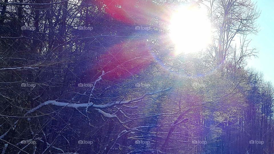 Sunlight shining through a thick layer of ice on the trees.