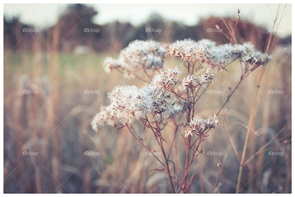 Meadow Flowers 
