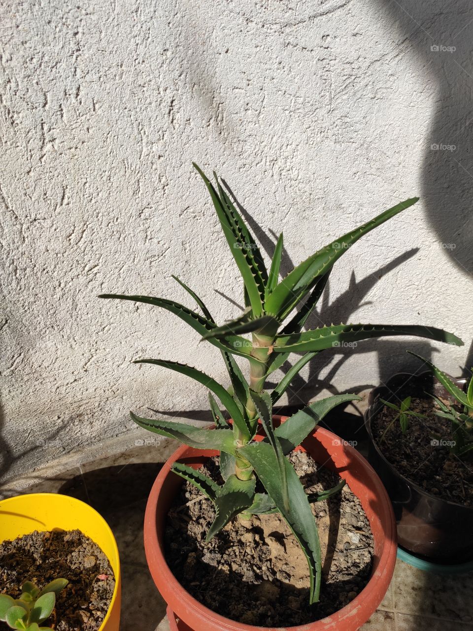 Aloe vera