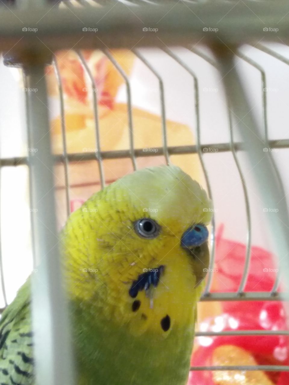 A little parrot Looking curious from the cage