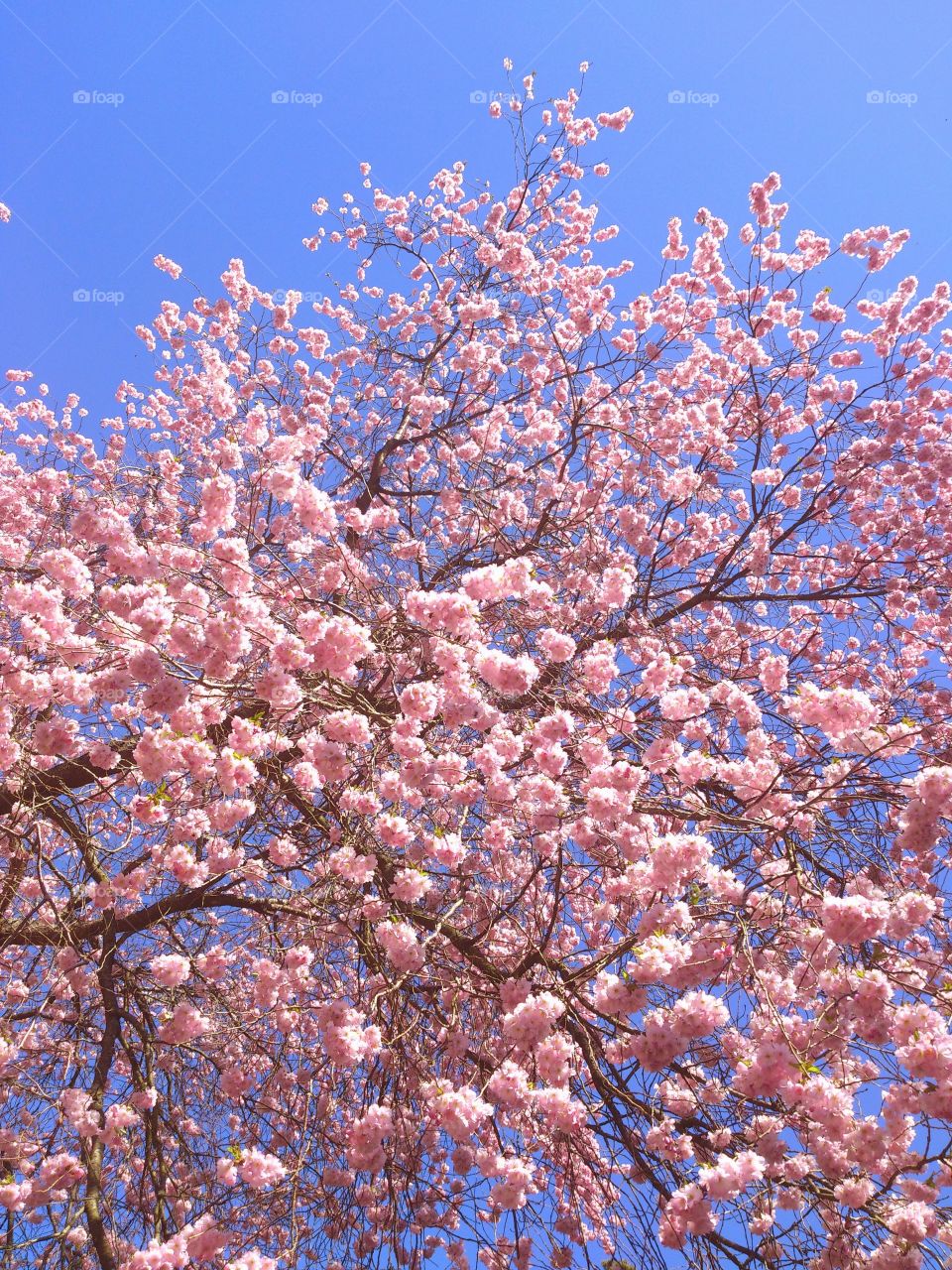 cherry tree blossom